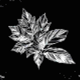 薬用ニンジン類