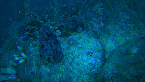 狡猾のアーティファクト