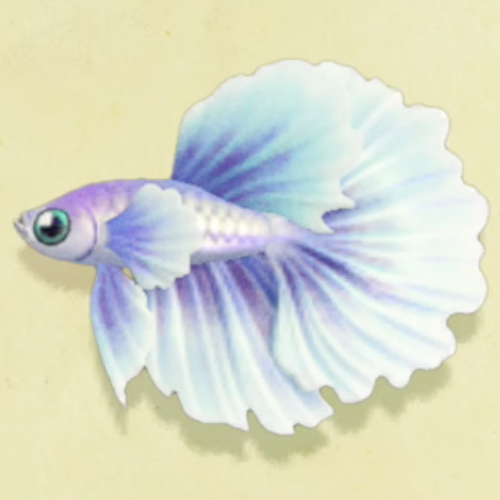 ベタの値段と捕まえるコツ