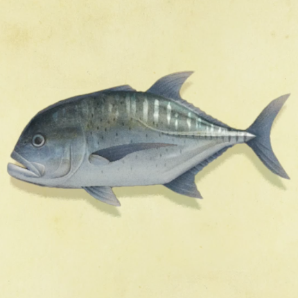 ロウニンアジの値段と捕まえるコツ