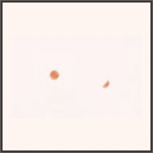 幽玄＜蘭の花＞