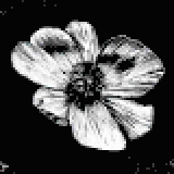 プレーリーポピー