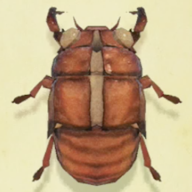 セミのぬけがらの値段と捕まえるコツ