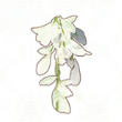 鈴蘭の花