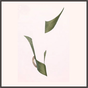 笹の葉のまとわり