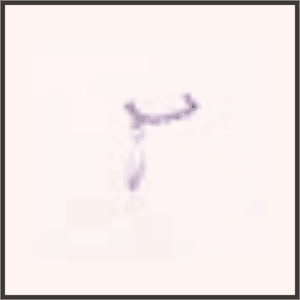 紫羽のブレスレット