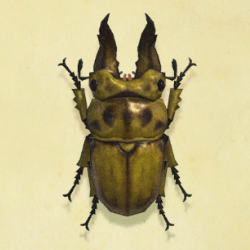 オウゴンオニクワガタの値段と捕まえるコツ