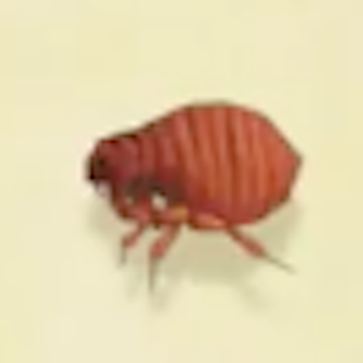 ノミの値段と捕まえるコツ