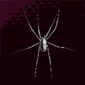 銀の蜘蛛