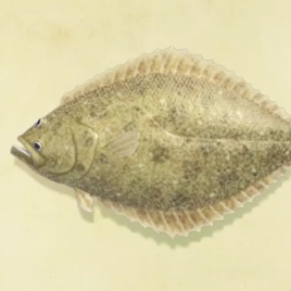 ヒラメの値段と捕まえるコツ