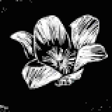 ヴァイオレットスノードロップ