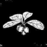 ウィンターグリーンベリー