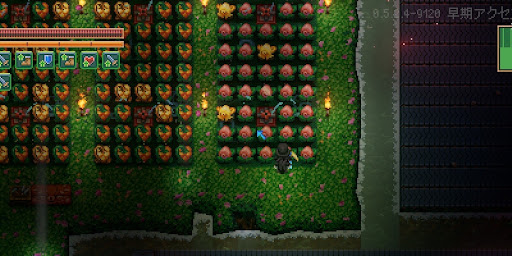 ハートベリ収穫