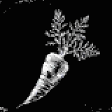 ワイルドキャロット