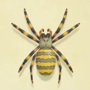 クモの値段と捕まえるコツ