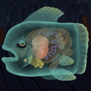 ソウルフィッシュ