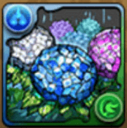 アジサイの星光華