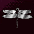銀のトンボ