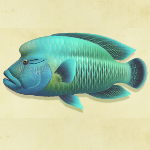 ナポレオンフィッシュ