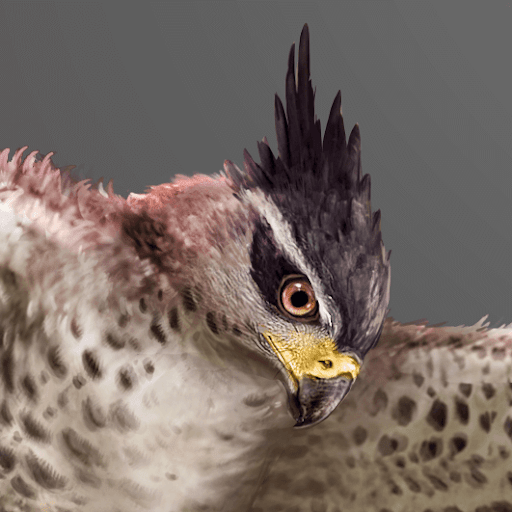 フィヨルドホーク