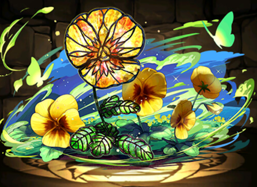 パンジーの星光華