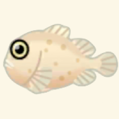 しろいフウセンウオ