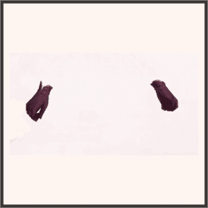 R-姫芙蓉の祈り