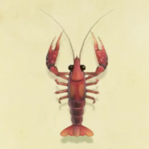 ザリガニの値段と捕まえるコツ