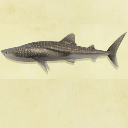 ジンベエザメの値段と捕まえるコツ