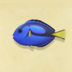 ナンヨウハギの値段と捕まえるコツ