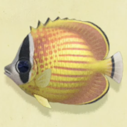 チョウチョウウオの値段と捕まえるコツ