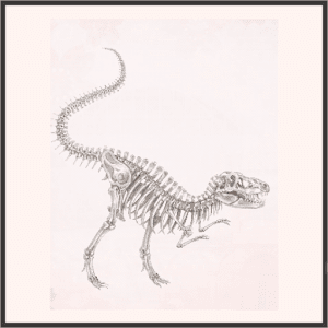 レックスの骨格標本