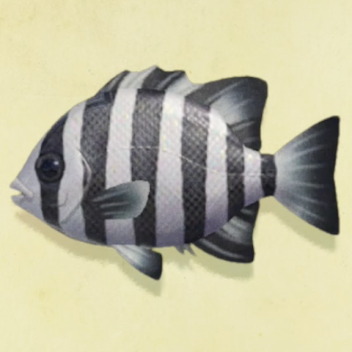 イシダイの値段と捕まえるコツ