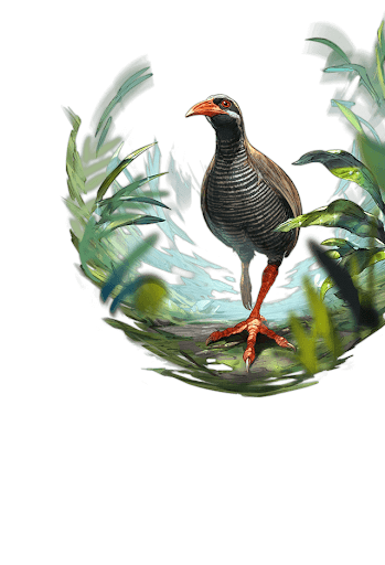 ヤンバルクイナ