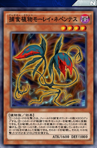 捕食植物モーレイ・ネペンテス