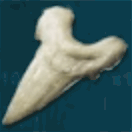 メガロドンの歯