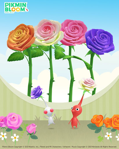 アニバーサリーローズ