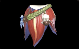 エーデルXオッハ