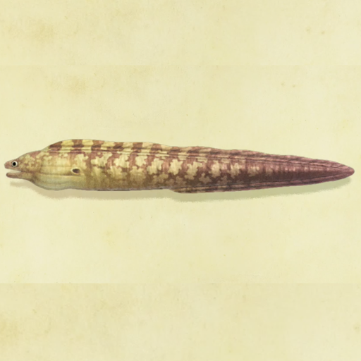 ウツボの値段と捕まえるコツ