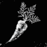 ワイルドキャロット