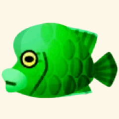 みどりのナポレオンフィッシュ