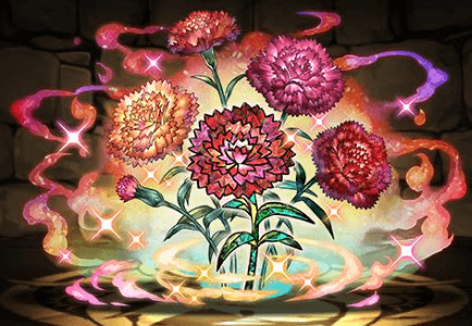 カーネーションの星光華