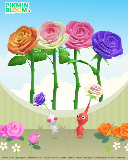 アニバーサリーローズ