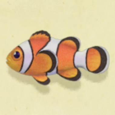 クマノミの値段と捕まえるコツ