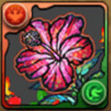 ハイビスカスの星光華