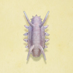 センジュナマコ