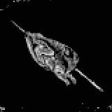 狩猟鳥(プレーン)