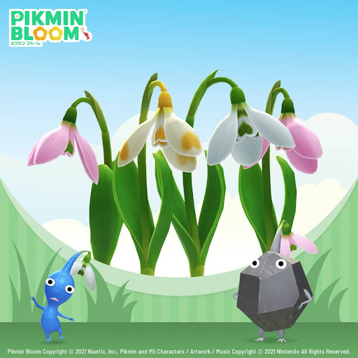 スノードロップ