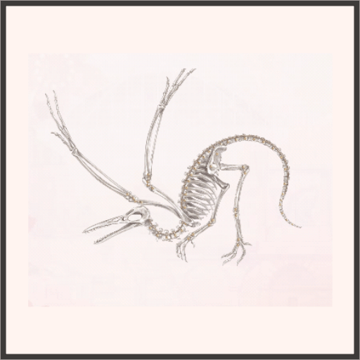 始祖鳥の骨格標本