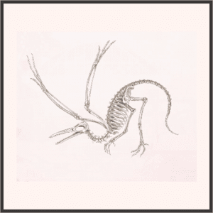 始祖鳥の骨格標本